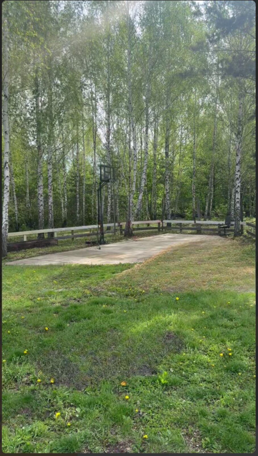 Берёзы